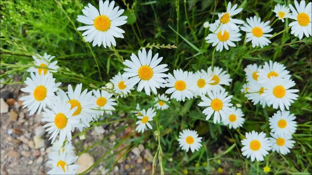 Daisies with White Petals and Yellow Centers Growing in Lush Green Grass Under Bright Sunlight
