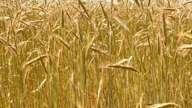 Golden ripe wheat plants swaying gently in warm sunlight on a summer day