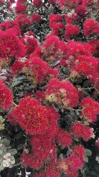 Beautiful fluffy red flowers Pohutukawa, Metrosideros excelsa, Metrosideros tomentosa, New Zealand Christmas Tree in Greece