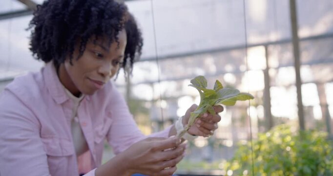 Woman examining plant at greenhouse bench after spotting sleeve pulling checking roots for planting