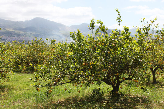 Albero di Limoni in Sicilia