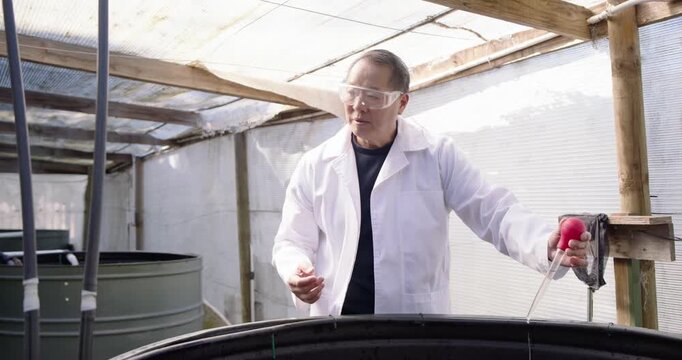 Senior male squeezing bulb, sampling tank with red pipet while woman recording tablet in greenhouse