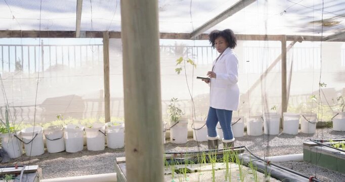 Mid-adult African woman in lab coat checking grow trays after watering, walking and tapping tablet