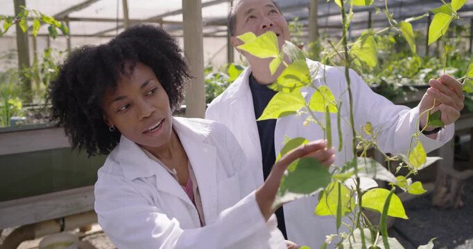 Diverse researchers noticing vine, inspecting leaves, checking health in greenhouse in lab coats