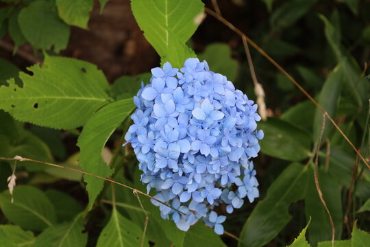 Blue hydrangea 