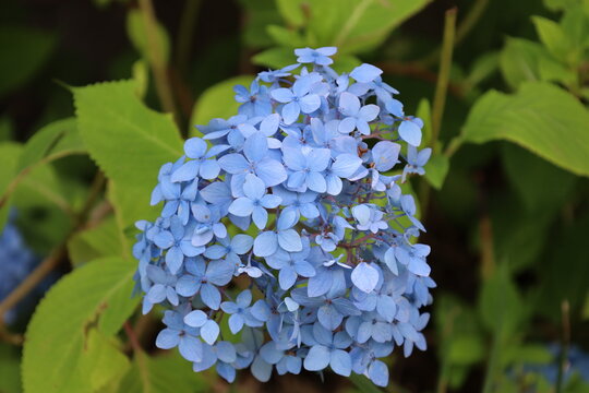 hydrangea