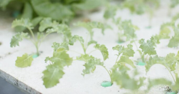 Camera is pulling back, shifting focus, showing butterhead lettuce and kale seedlings on foam slab
