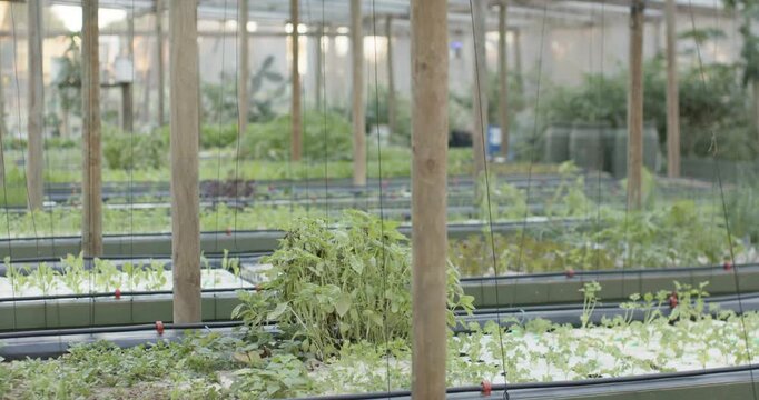 Camera is panning, focusing on greens in troughs while showing irrigation tubing for monitoring