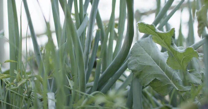 Cam is pulling back while breeze is swaying onion stalks, revealing large chard leaf in greenhouse