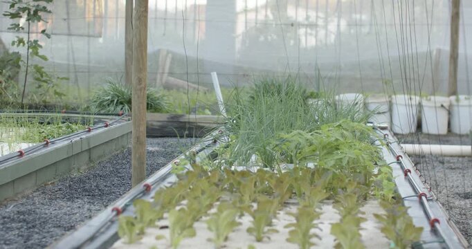 Camera is moving forward and downward, bringing raft lettuce into clearer view, revealing PVC pipes