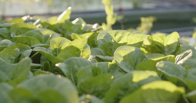Camera is pushing forward, light is shifting and breeze is rustling lettuce, revealing nursery bed
