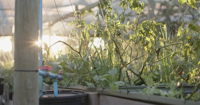 Sunlight from left is backlighting tomato plants in greenhouse, plants swaying, ripening fruit
