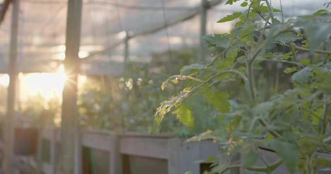Low sun is shining through greenhouse, camera is racking focus, revealing foreground plant detail