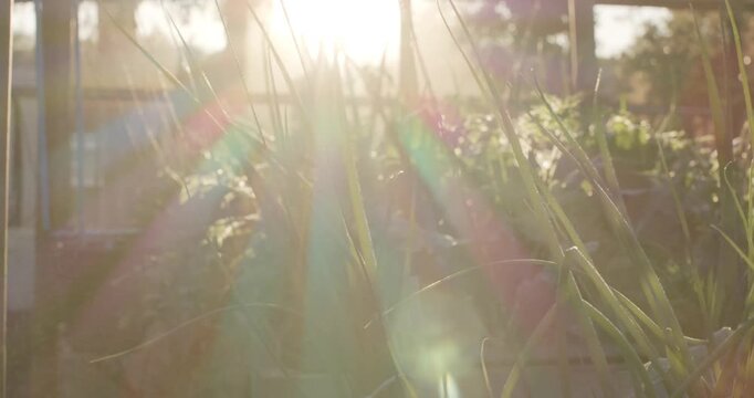 Chive clump in raised planter is coming into focus as sun is moving, fading lens flare
