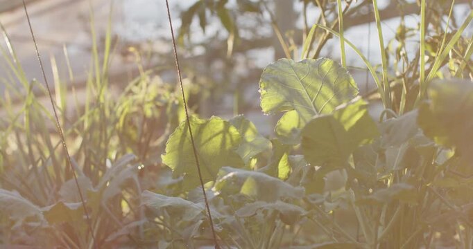 Broad green leaves are tilting in gentle breeze while warm sun is clearing haze in greenhouse