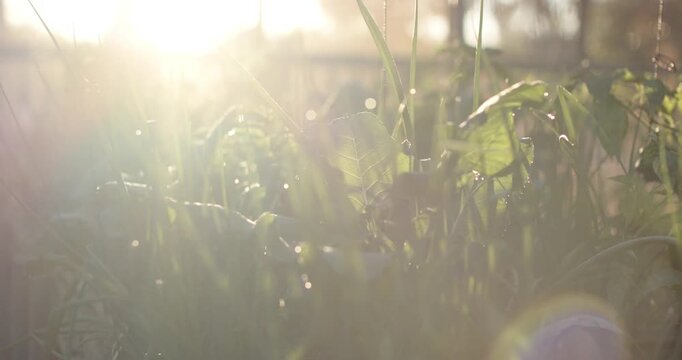 Low sun is softening glare and grasses are revealing translucent veins and dew in backyard