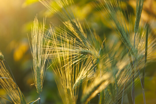 Macro shot of fresh green wheat ears glowing under warm sunset light.