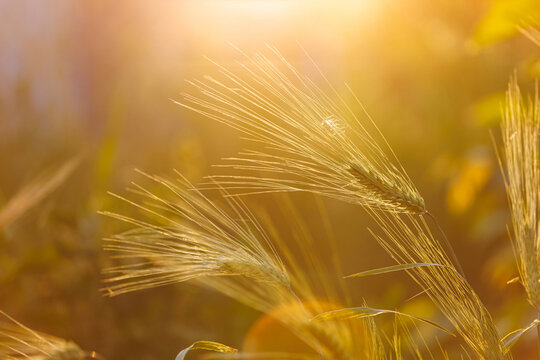 Golden wheat ears silhouette under warm sunlight in a summer field.