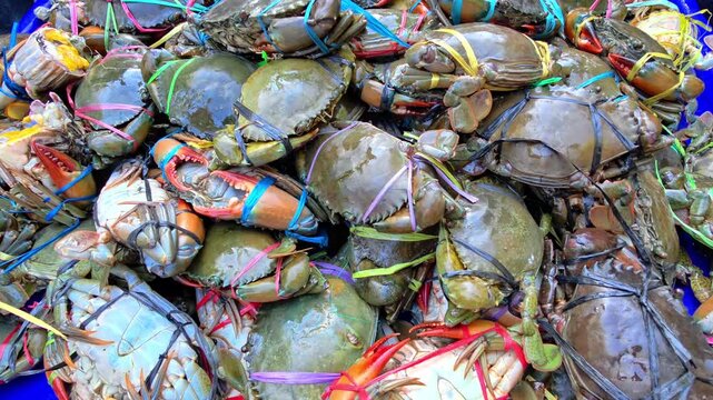 Fresh live mud crabs tied with colorful bands at a seafood market, showcasing premium seafood ready for sale. Perfect for seafood, fishing, culinary, and fresh food concepts. 4K