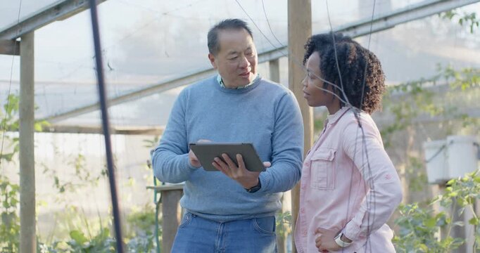 Diverse coworkers reacting to tablet data, senior Asian man scrolling and pointing at plant beds