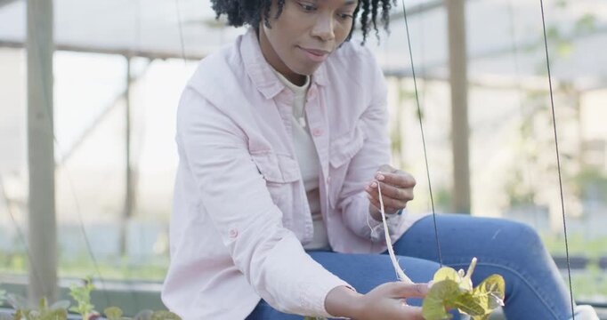Woman in pink shirt preparing to set seedling, pulling roots, inspecting and placing into raft hole