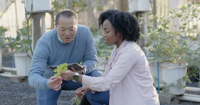 Senior Asian man showing cutting, teaching via tablet, African American checking roots in nursery