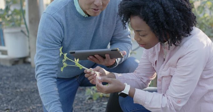 Senior Asian man guiding woman by garden bed, consulting tablet and inspecting cutting for rooting