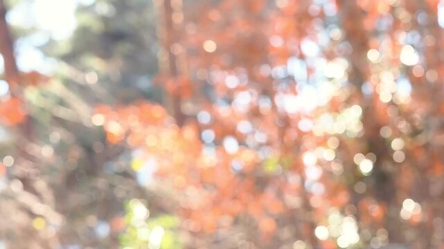 晩秋の紅葉の森。木漏れ日。森に差し込む明るい日差し。ゆらゆらする玉ボケのスローモーション。静かで穏やかな自然風景。