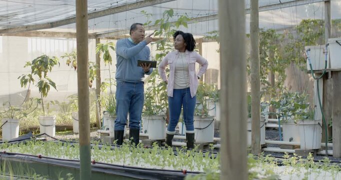 Diverse pair senior man and African woman walking in greenhouse tablet-led pointing advising layout