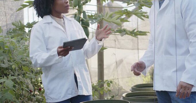 African woman holding tablet while senior Asian man checking green barrels for study in greenhouse