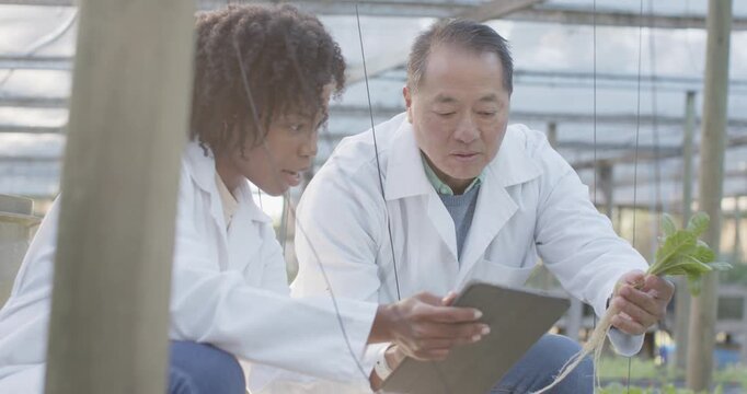 Senior Asian man guiding African woman in lab coats, matching seedling to tablet data in greenhouse