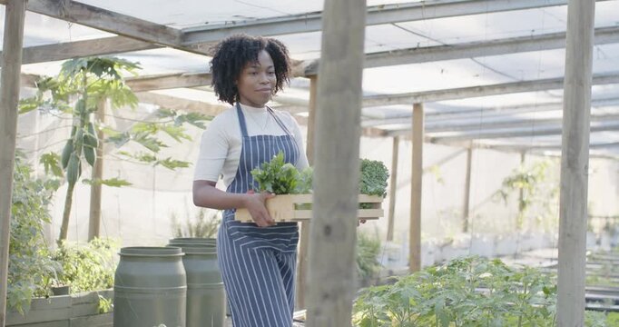 After harvest, woman carrying crate of greens walking greenhouse packing wearing apron