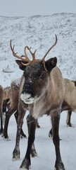 Reindeer © Femke