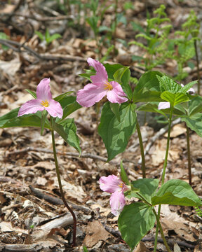 Delicate pink trillium wildflowers bloom among fresh green leaves and woodland leaf litter, capturing the beauty of a deciduous forest in spring.