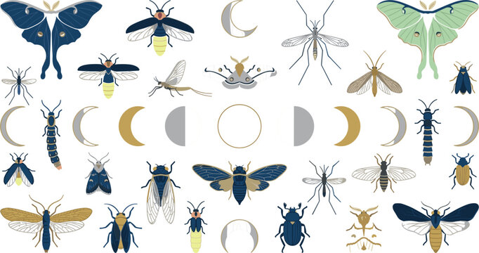 Mystical nocturnal insects celestial moon phases vector element set with moths beetles and cicadas