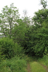 Fototapeta premium Rustic dirt road winding through a dense green forest with lush trees and vegetation.
