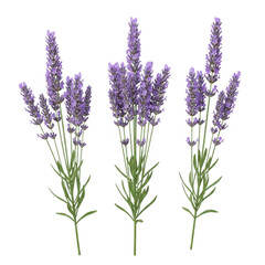 Fototapeta premium A cluster of vibrant purple lavender flowers in full bloom
