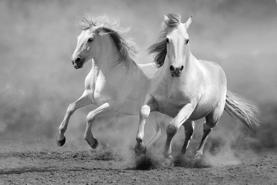 Two White horse free run