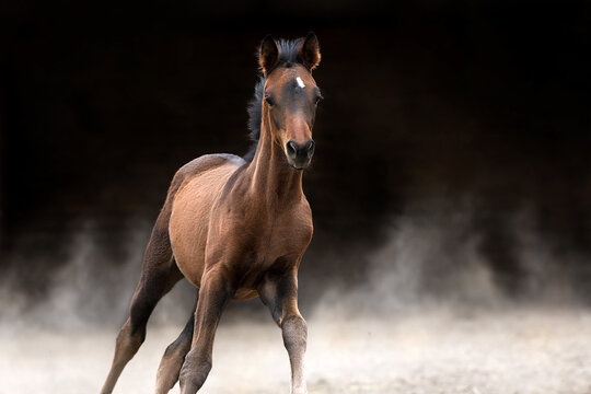 Bay foal free run isolated on black