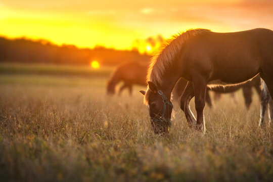 Horses  grazing on pasture