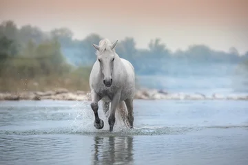 White horse in mountain river © callipso88