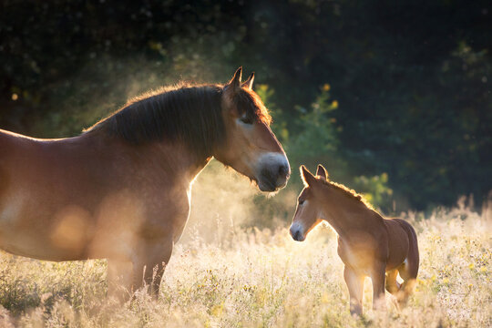 Bay belgian draft mare and foal