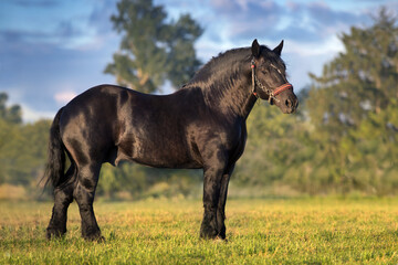 Draft horse exterior © callipso88