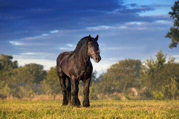 Draft horse with long mane portrait © callipso88