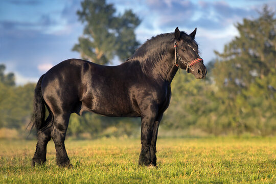 Draft horse exterior