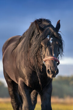 Draft horse with long mane portrait