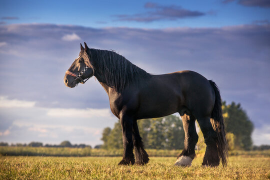 Draft horse exterior