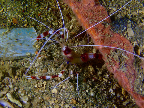 Banded coral shrimp on the seabed beside a sponge. Delicate antennae and vivid colors create a striking macro scene of tropical marine life.