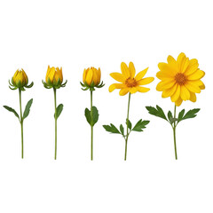 Fototapeta premium A series of yellow flowers growing in different stages of bloom