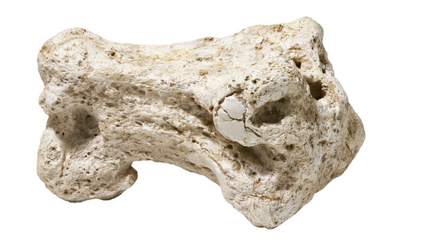 Rough porous fossilized bone fragment
